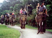 Elephant Safari, Bali Adventure Tours