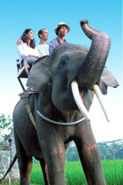 Elephant Ride, Bali Adventure Tours