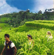 Rice Paddy Trekking, Bali Adventure Tours