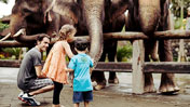 Elephant, Bali Zoo