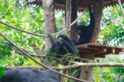 Orang Utan, Bali Zoo