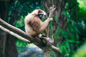 Monkey, Bali Zoo