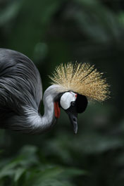 Bird, Bali Zoo
