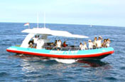 Dolphin Tour - Island Explorer Cruises