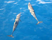 Dolphin Tour - Island Explorer Cruises